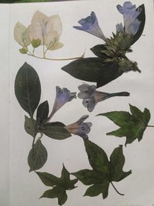 Dried Flowers