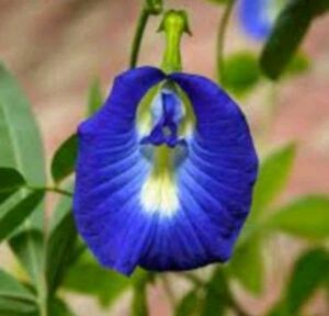 Blue Aprajita Seeds