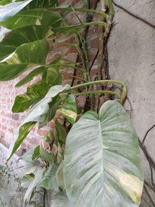 Money Plant ☘️🌿