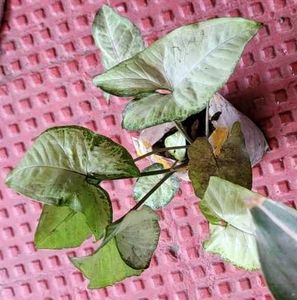 Set 2 Arrowhead &amp; Never.. Plants ☘️