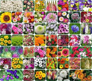 Flower Seed Collection