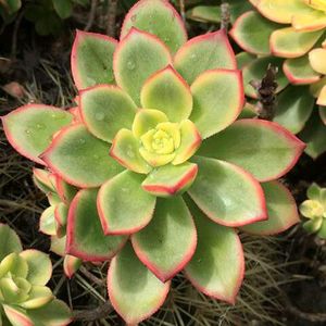 Plants For Priya Saikiya Mam