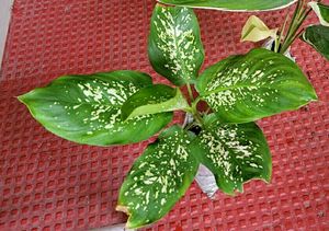 Pack 2 Kumuban Guava &amp; syngonium Plants
