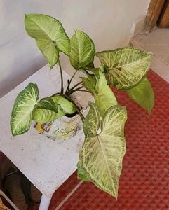 every green 💚 Arrowhead Plant