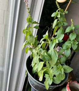 Tulsi Plant