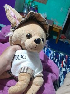 Teddy ...puuppy