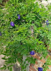 Aparjita Plant Seeds Pack Of 5 Seed