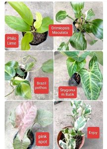 Indoor Plant Collection Combo Offer