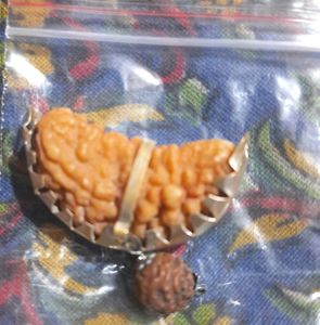Original Nepali 1 Mukhi Rudraksh/Original Rudraksh