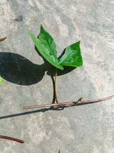 Six Morning Glory Saplings