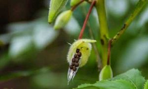Red Balasam Seeds 10 Per Packet