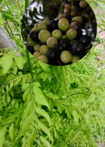 Curry Leaves Plant Seeds