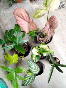 Assorted  Air Purifying Combo