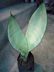 Assorted Sansevierias Offer