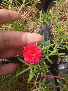 Portulaca Mixed Plant