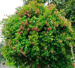 Madhu Malti Lata Flower Plant,with Root