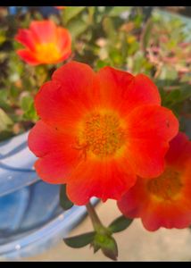 Purslane X