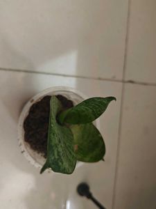 Dwarf Snake Plant With Surprise Free Gift