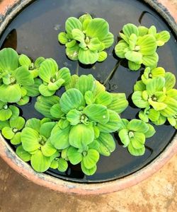 Water Lettuce (Pistia Stratiotes)