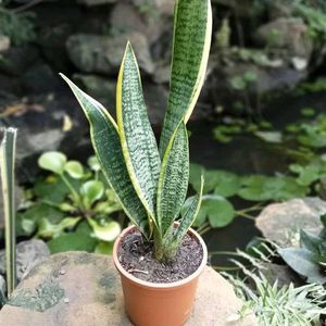 Snake Plants With Roots