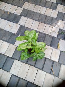 10 Live Root Plants