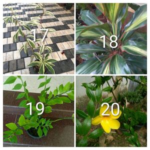 you can select 10 Live root plants