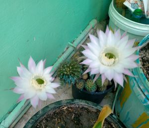 Echinopsis Purple White