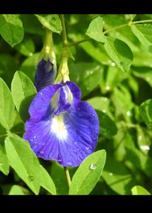 Combo Plant