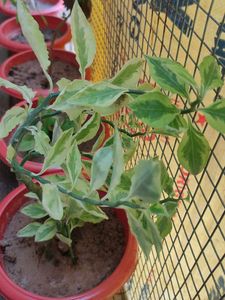 Variegated Devil&#39;s Backbone Plant