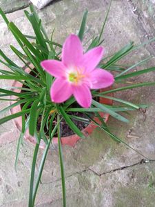 Rani Lily Plants