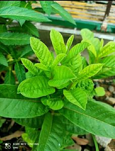 Pack 2 Kumuban Guava &amp; syngonium Plants