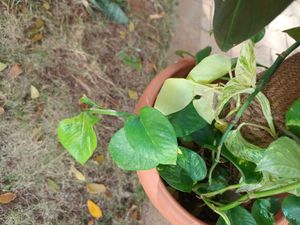 money plant , philendron, monstera plan