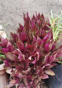 Wandering Jew Plant