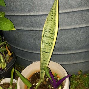 3 Variety Of Sensiviria (Pups)