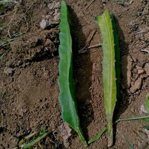 Dragon fruit Cutting
