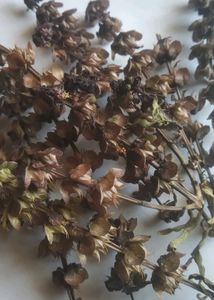 Basil Tulsi Seeds
