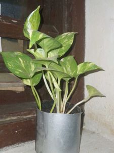 Money Plant in Silver Pot
