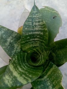 Snake Plant Combo