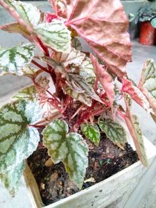 Assorted Plants