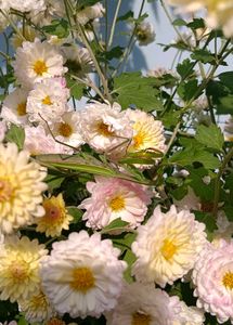 Chrysanthemum Plants With Roots  Multicolour