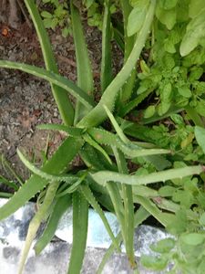 Aloe Vera Plant