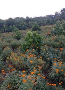 Marigold Plant 5 Pic Combo