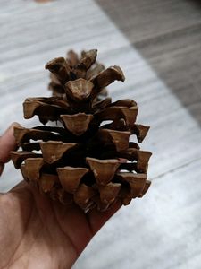 Combo Of Pine Tree For Decorations