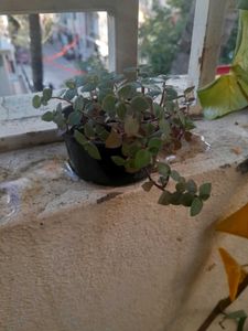 Green and Purple Trailing Plant in plastic Pot/Cup