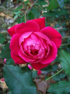 Rose Stems Available 🥀🥀
