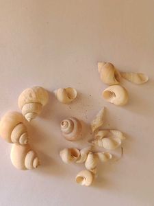 small Seashell Collection