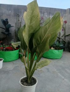 Anglonema Plant