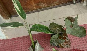 Set 2 Neverneve Andarrowhead vine Plants