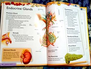 Encyclopedia Of Human Body (Rare To Find)