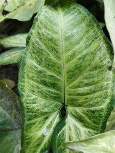 Entacloo Syngonium white